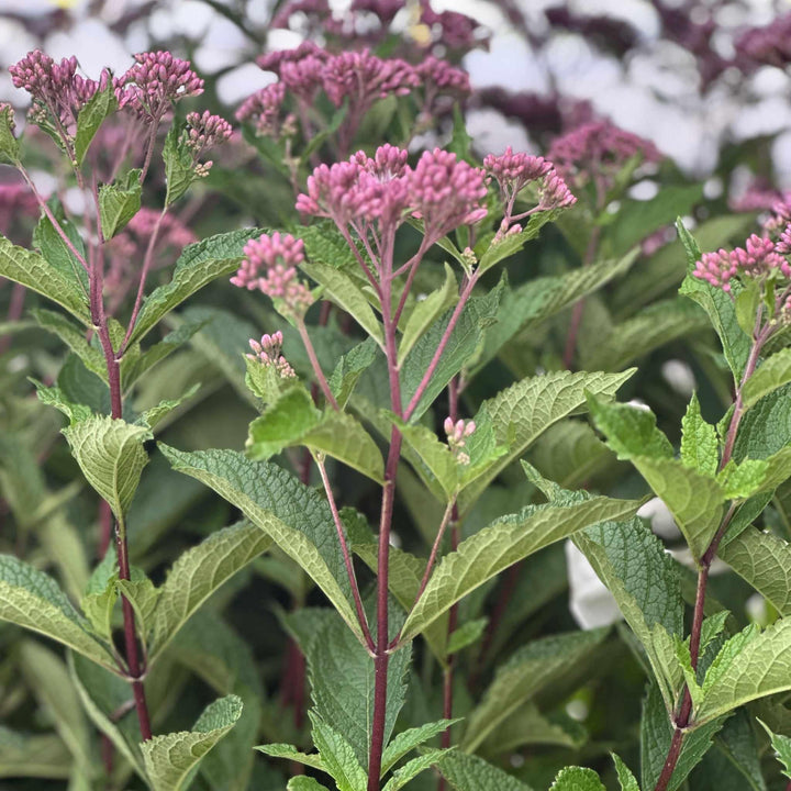 little-pye-joe-pye-weed