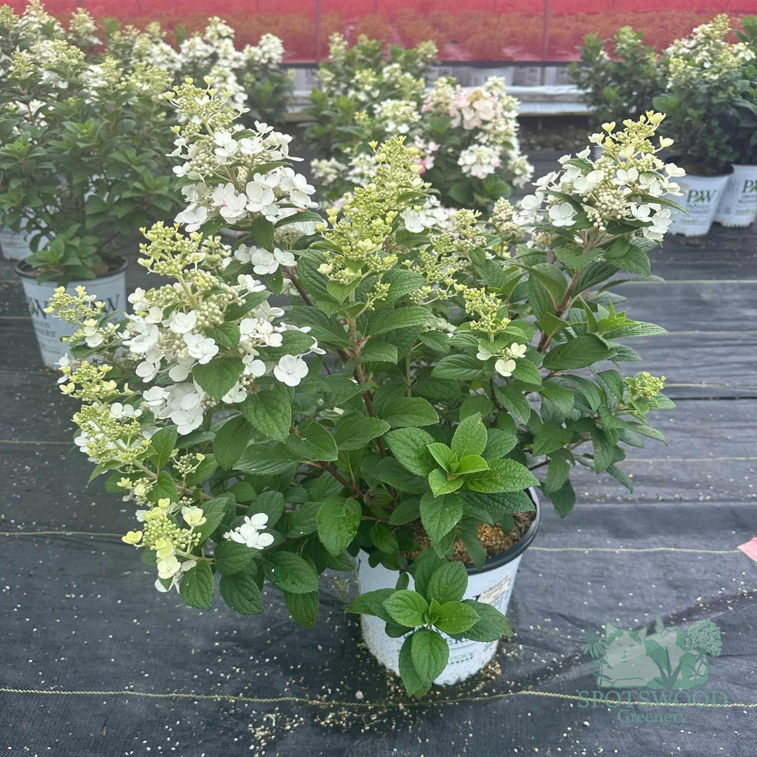 hydrangea-pan-little-quick-fire