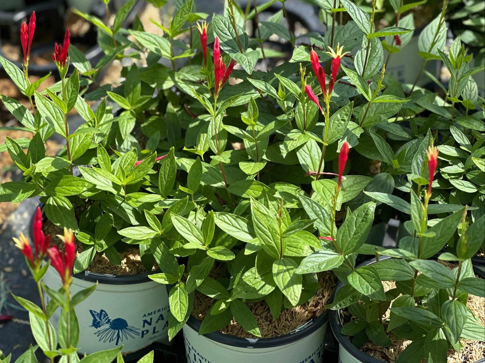spigelia-m-little-redhead
