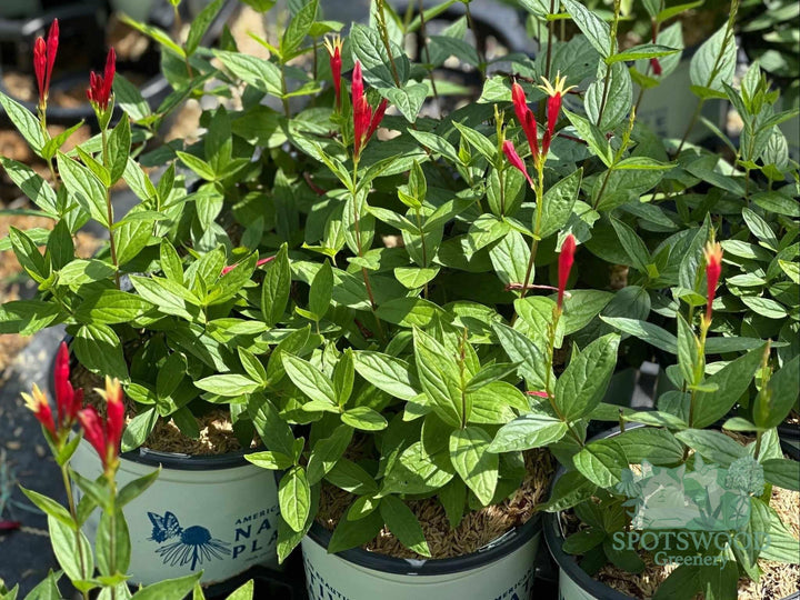 spigelia-m-little-redhead