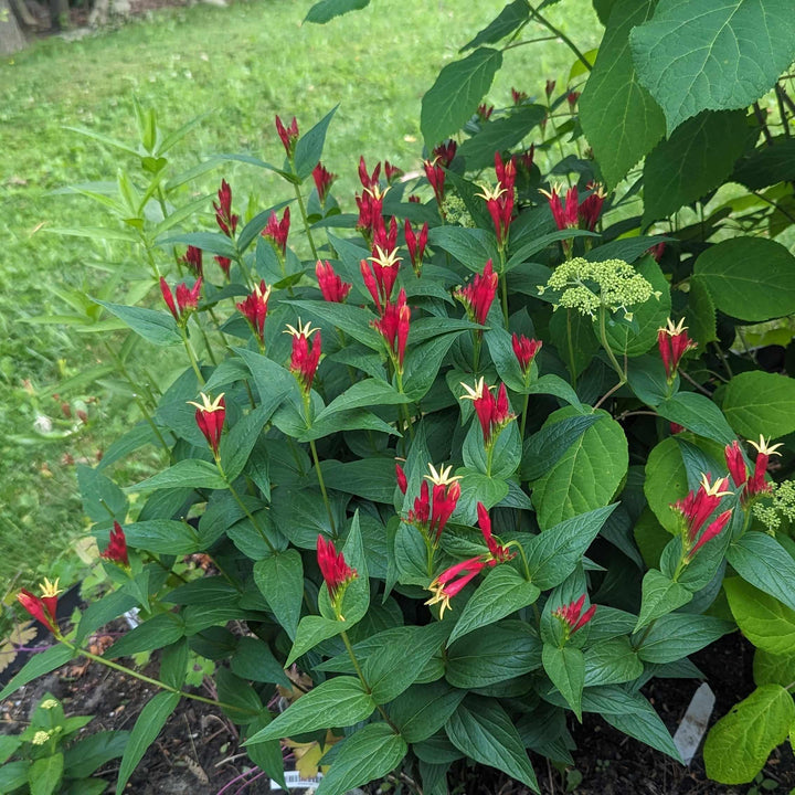 spigelia-m-little-redhead