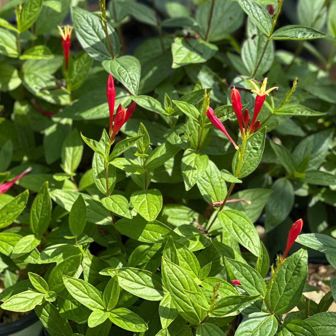 spigelia-m-little-redhead