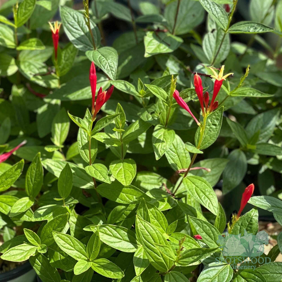 spigelia-m-little-redhead