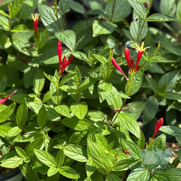 spigelia-m-little-redhead