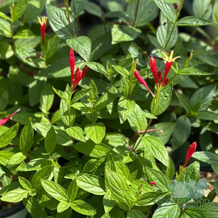 spigelia-m-little-redhead