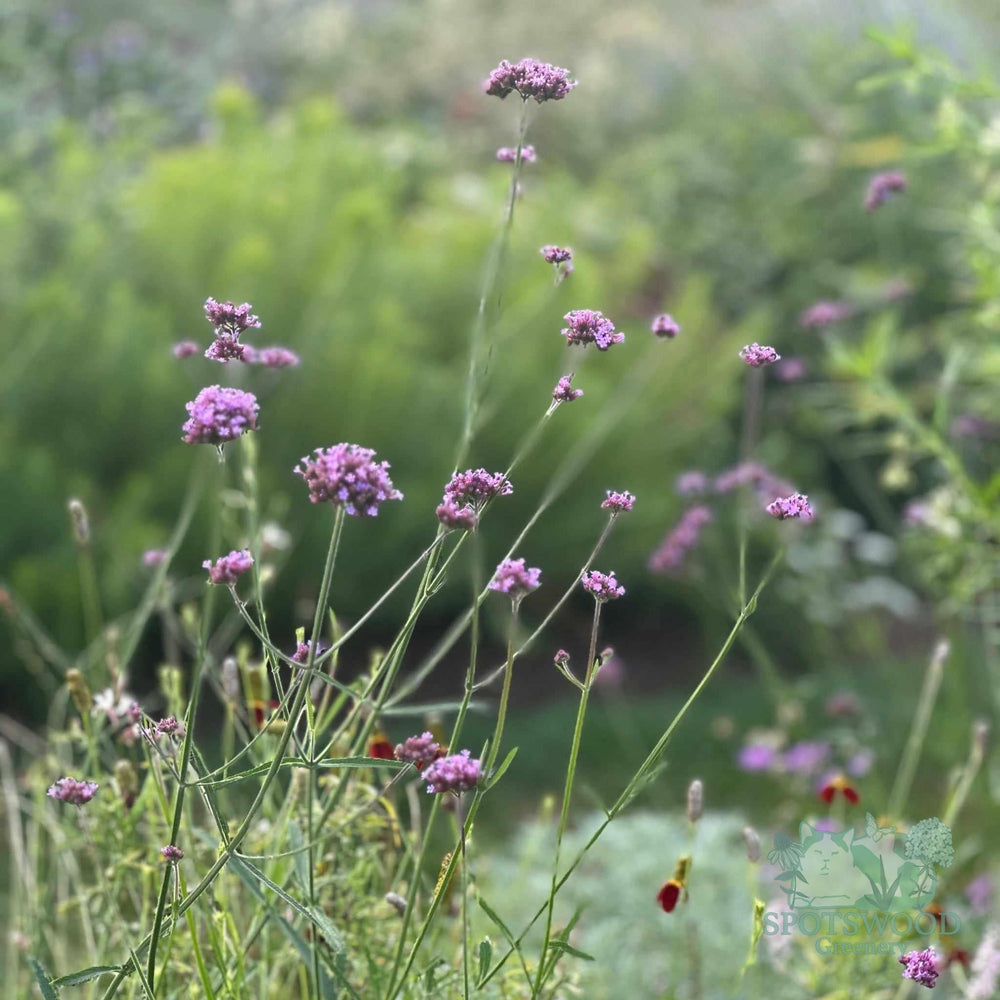 verbena-bon-lollipop
