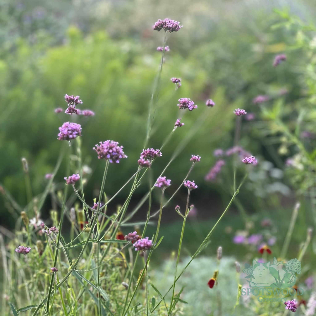 verbena-bon-lollipop