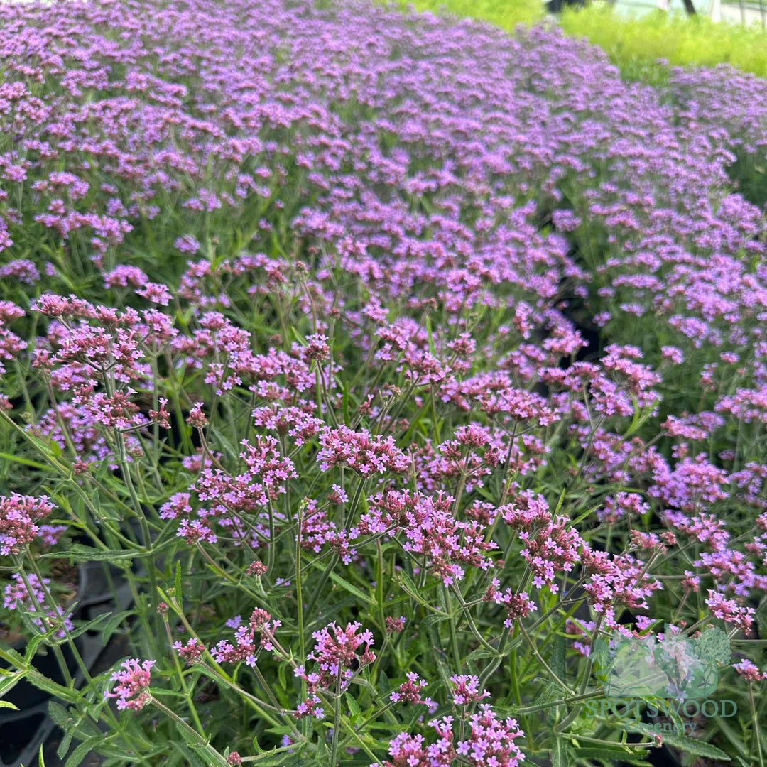 verbena-bon-lollipop