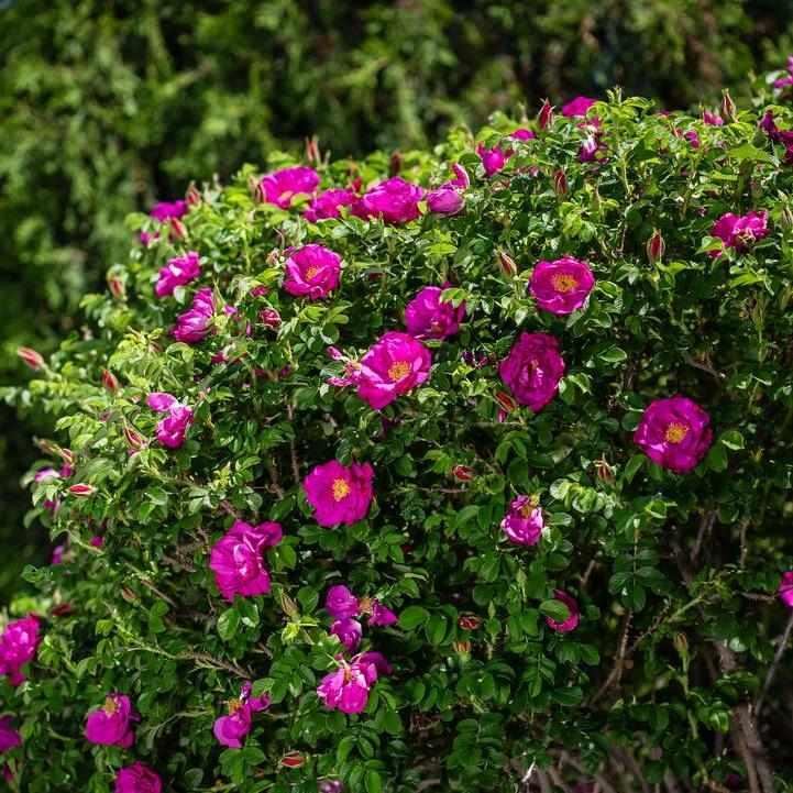 Lotty's Love® Rose
