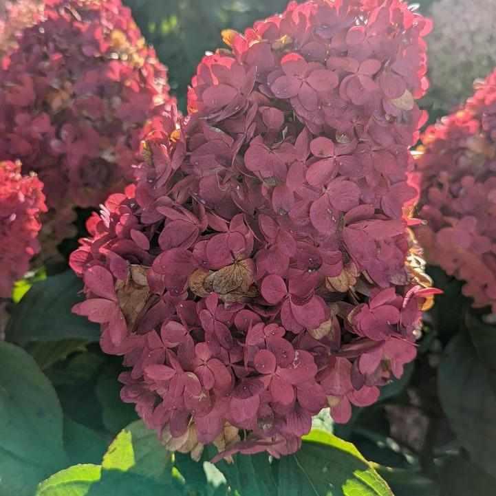 Love-A-Lot® Pink Hydrangea