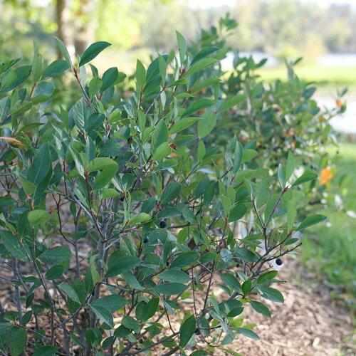 Low Scape Snowfire® Chokeberry
