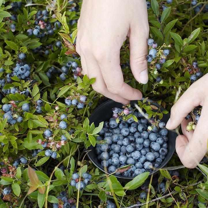Lowbush Blueberry