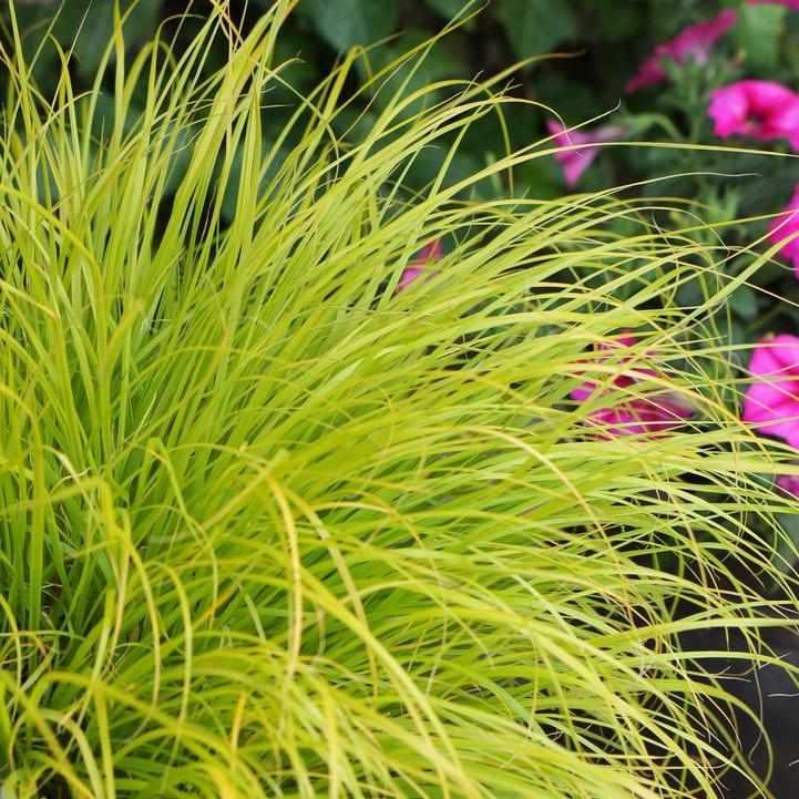 Lumen Gold® Fountain Grass