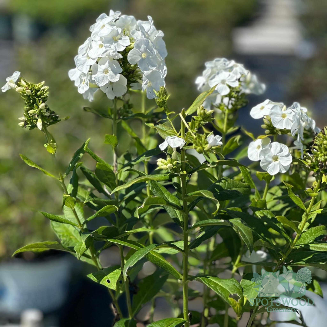 phlox-paniculata-luminary-backlight