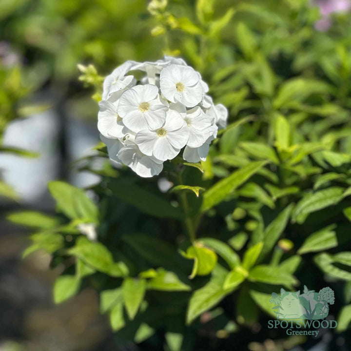 phlox-paniculata-luminary-backlight