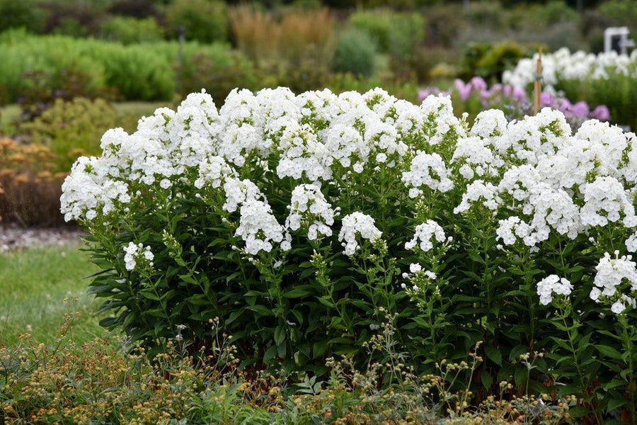 Luminary® Backlight Tall Garden Phlox
