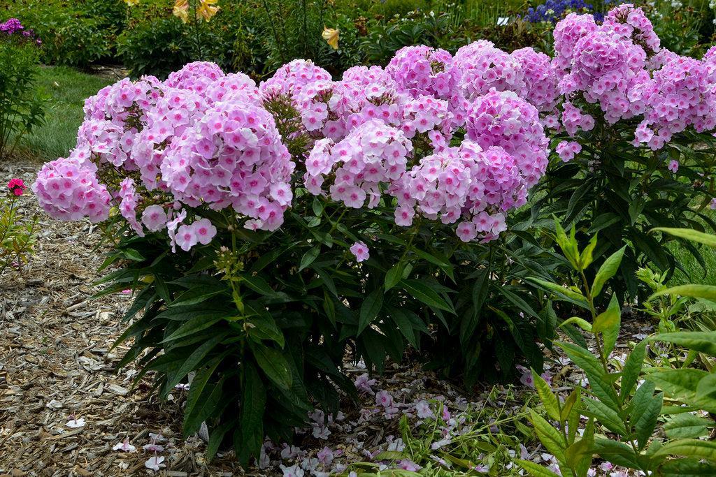 Luminary® Opalescence Tall Garden Phlox