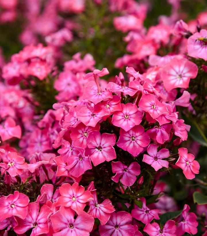 Luminary® Pink Lightning Phlox