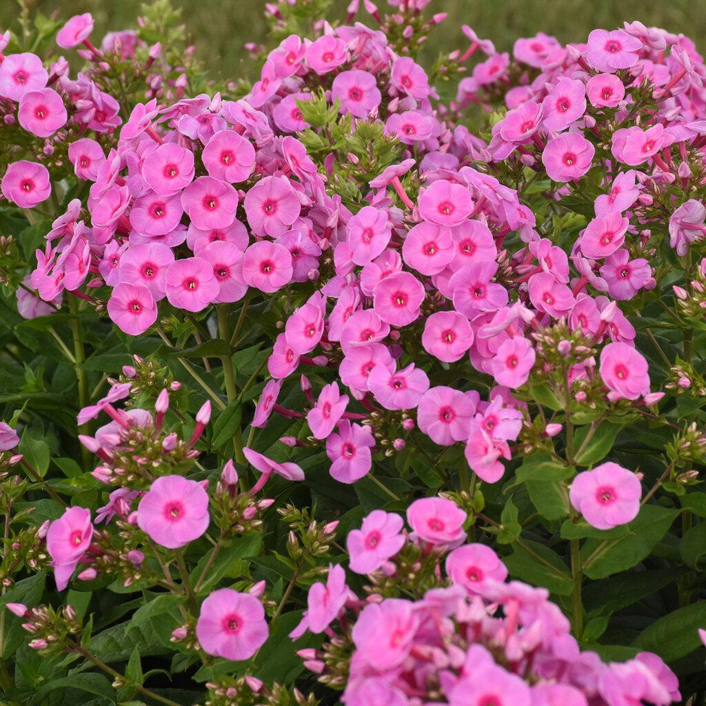 Luminary® Prismatic Pink Tall Garden Phlox