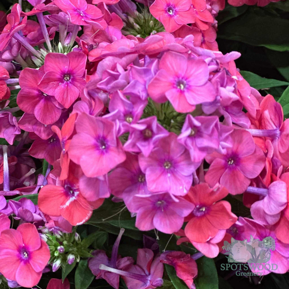 phlox-paniculata-luminary-sunset-coral