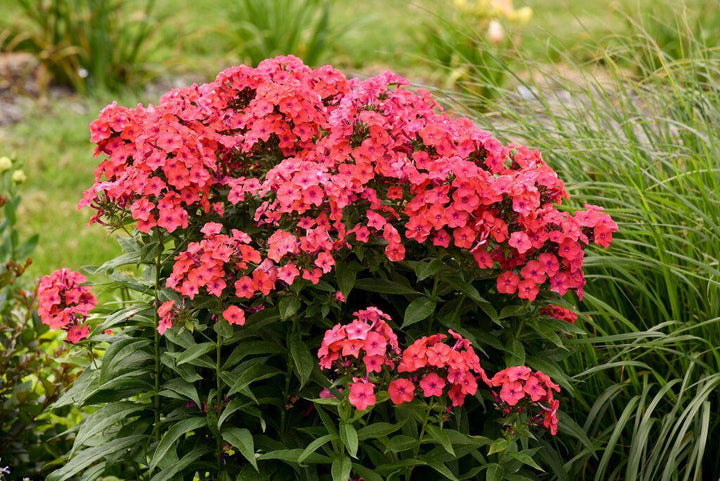 Luminary® 'Sunset Coral' Tall Garden Phlox