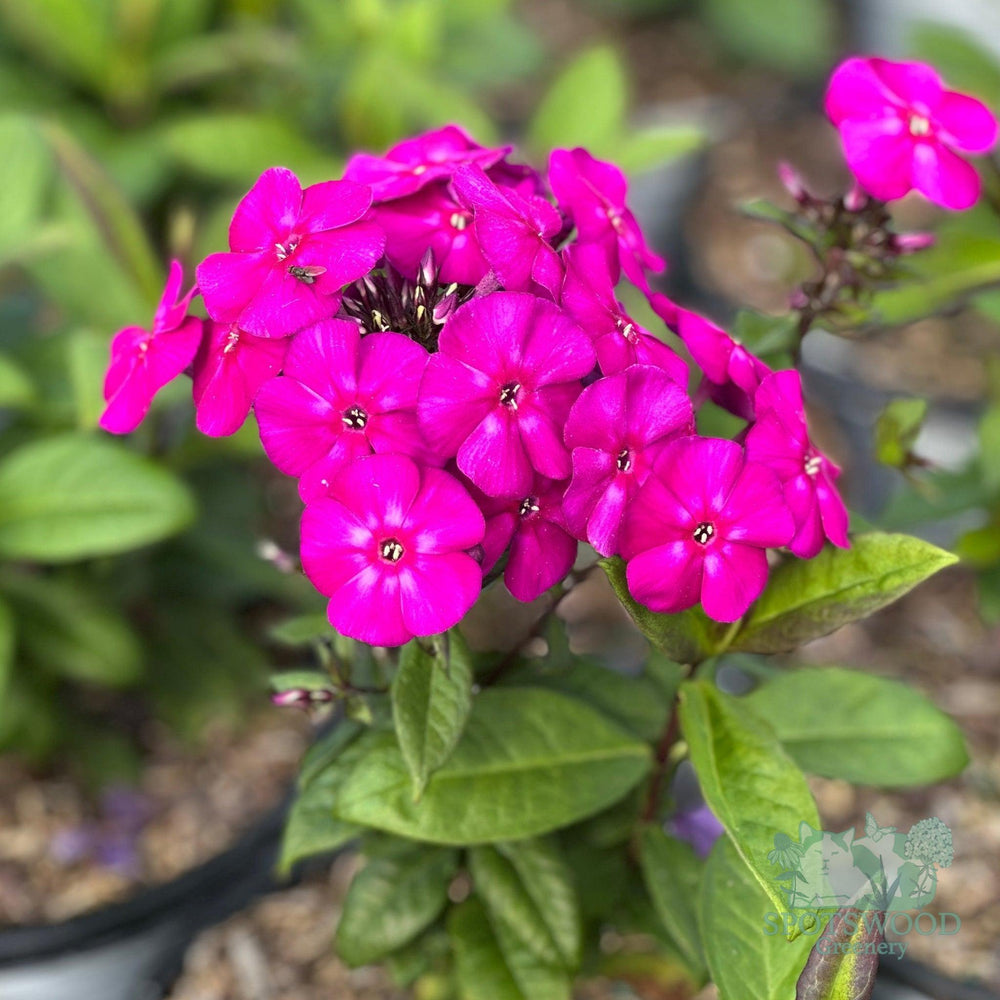 phlox-paniculata-luminary-ultraviolet