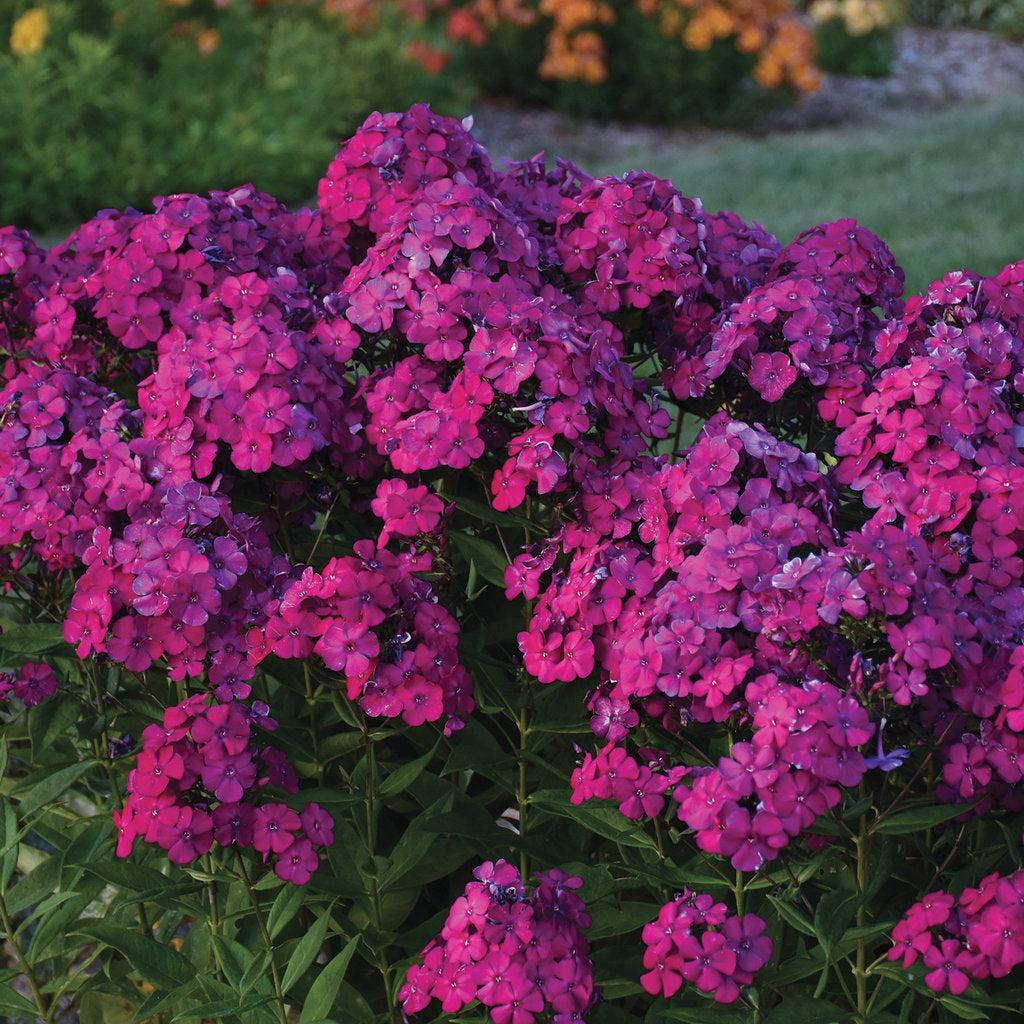 Luminary® Ultraviolet Tall Garden Phlox