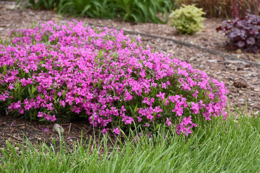 Magenta Sprite Hybrid Spring Phlox