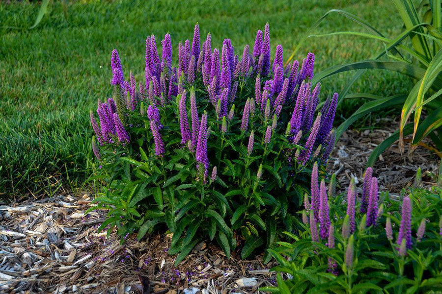 Magic Show® Purple Illusion Speedwell