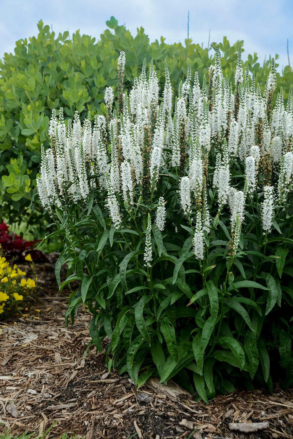 Magic Show® White Wands Spike Speedwell