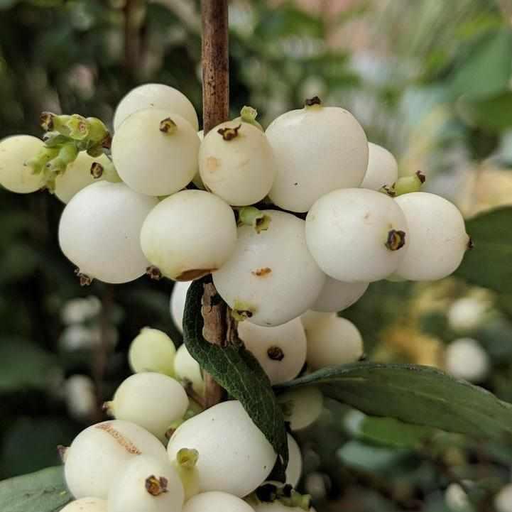 Magical® Avalanche Snowberry