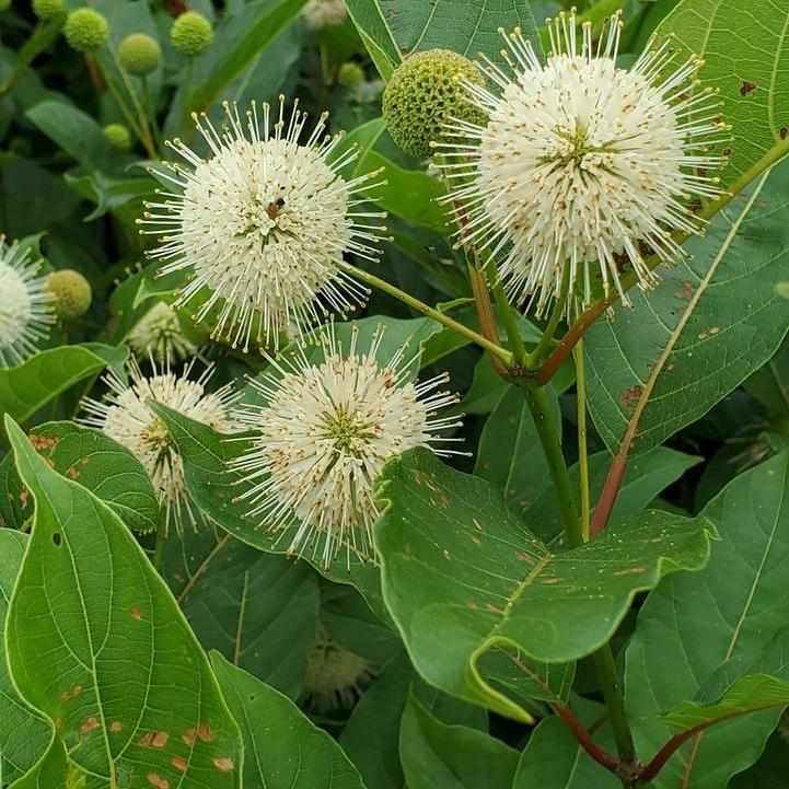 Magical® Moonlight Buttonbush