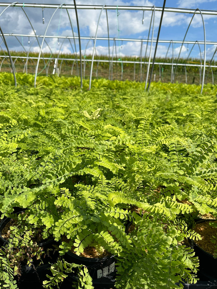 Maidenhair Fern