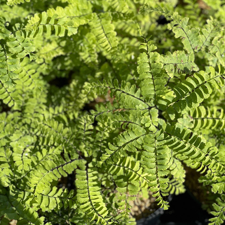 Maidenhair Fern