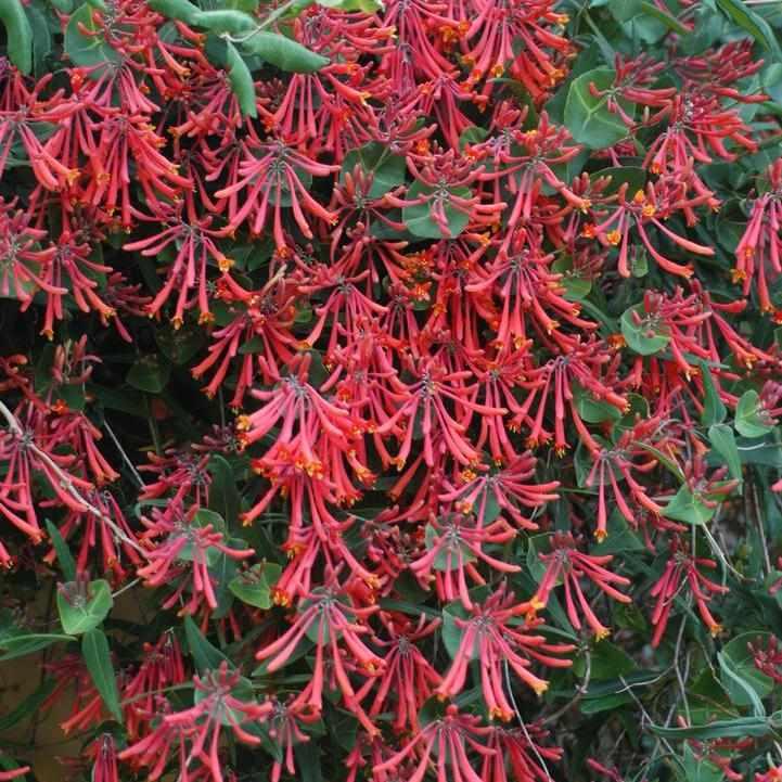 Major Wheeler Trumpet Honeysuckle