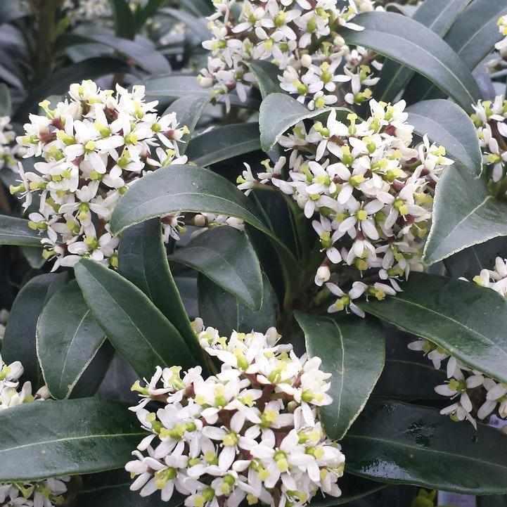 Male Skimmia