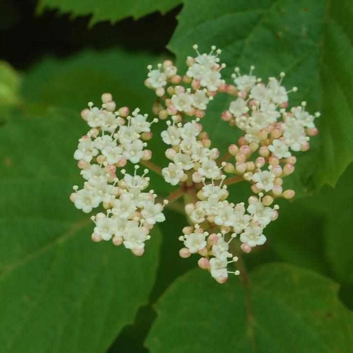 Mapleleaf Viburnum