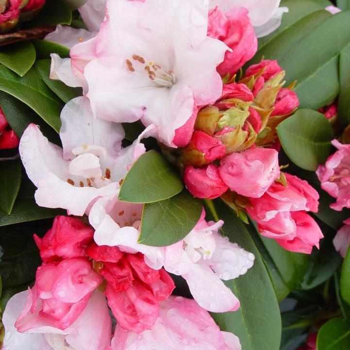 Mardi Gras Rhododendron