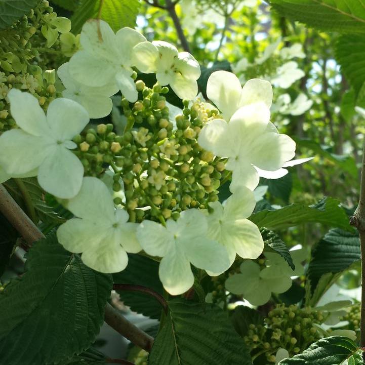 Mariesii Viburnum