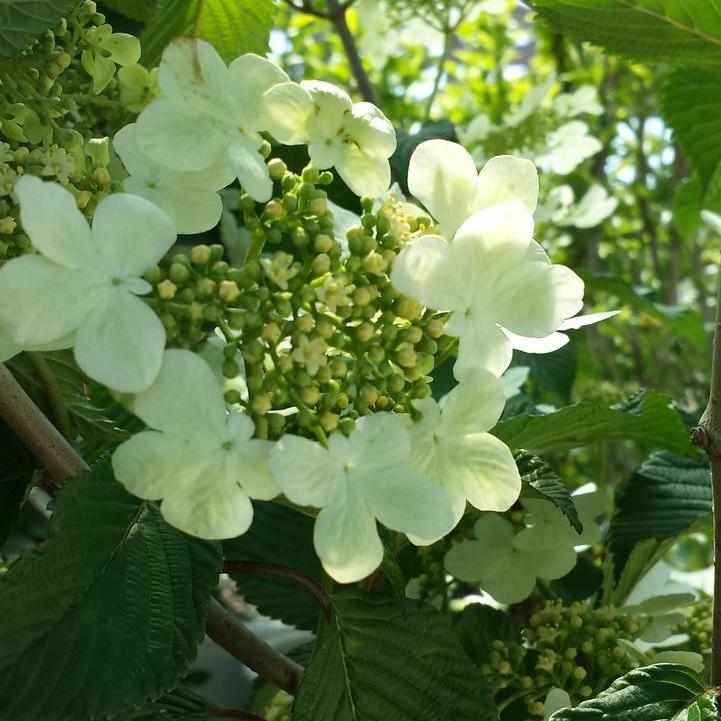 Mariesii Viburnum