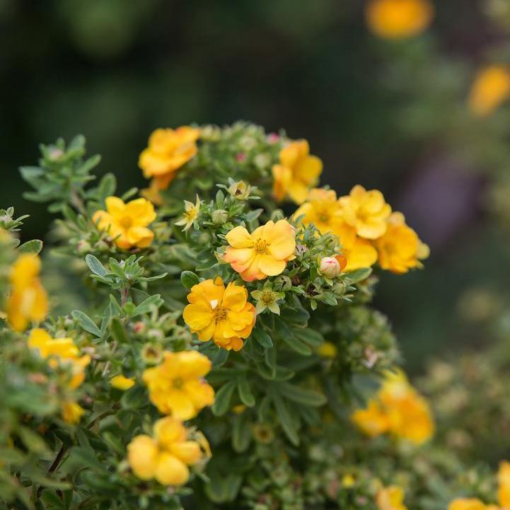 Marmalade Potentilla