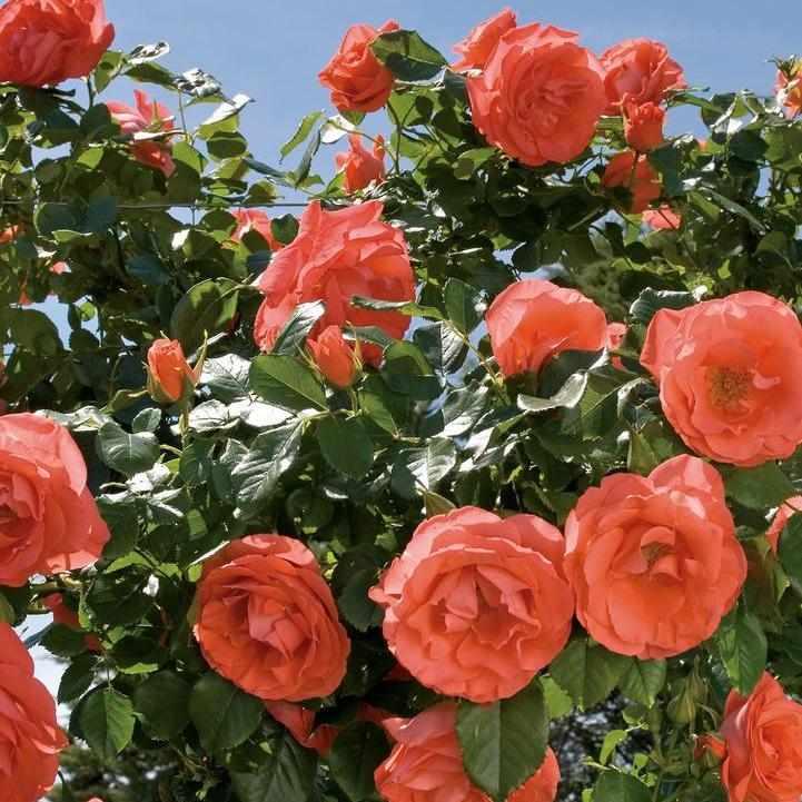 Marmalade Skies® Rose