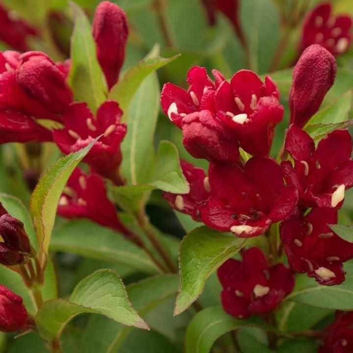 Maroon Swoon® Weigela