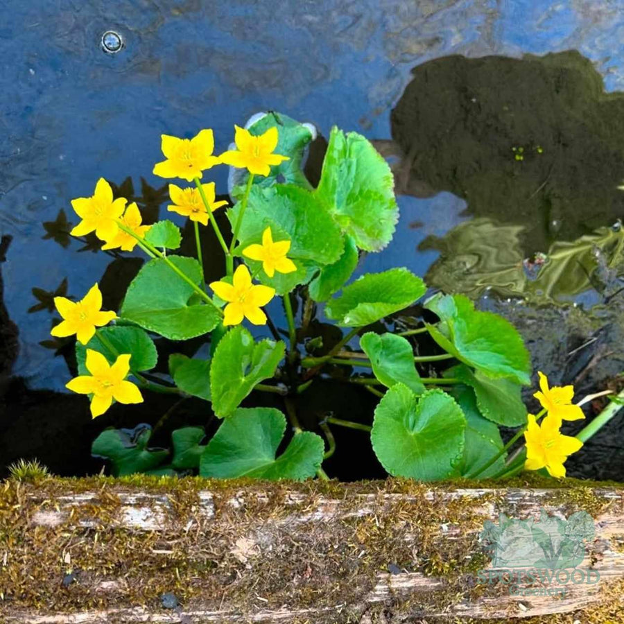 caltha-palustris