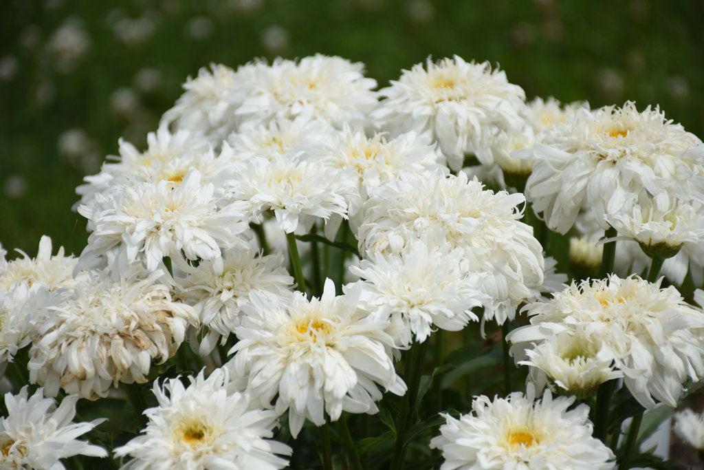Marshmallow Shasta Daisy