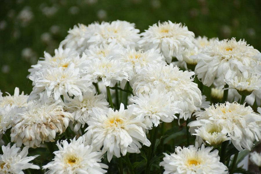 Marshmallow Shasta Daisy