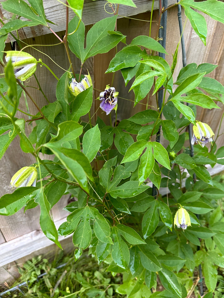 passiflora-incarnata-maypop