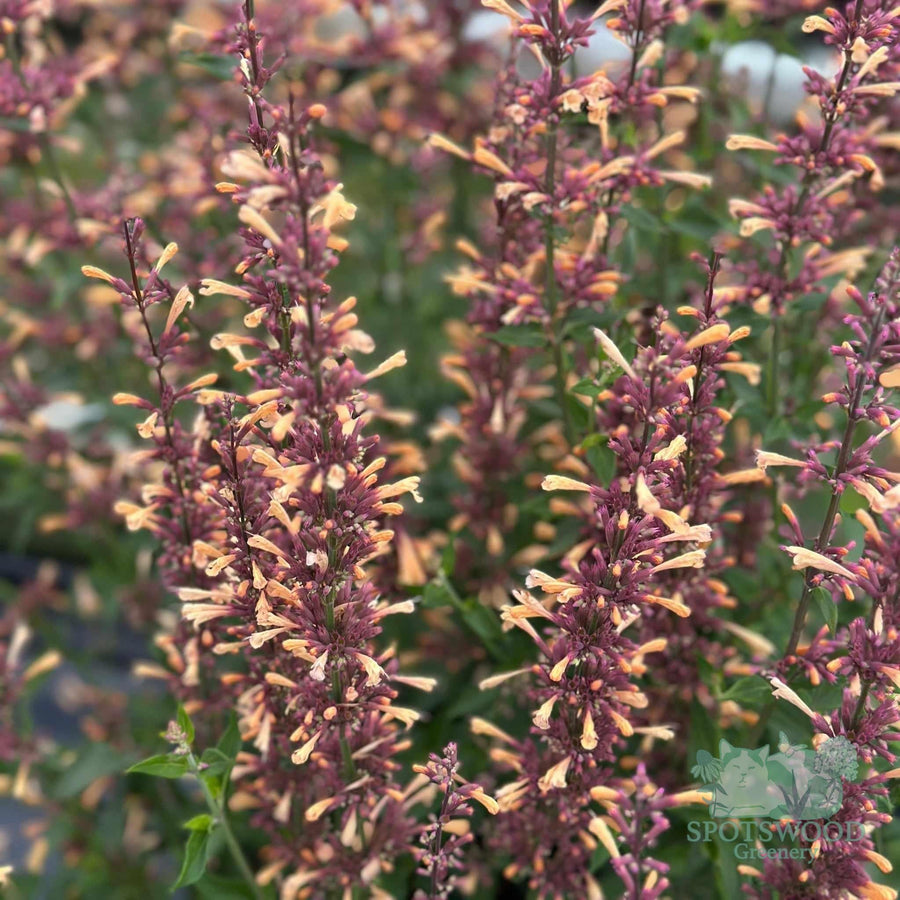 agastache-hybrid-meant-to-bee-queen-nectarine
