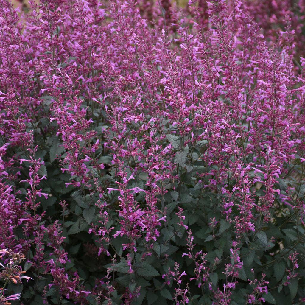 Meant to Bee® Royal Raspberry Anise Hyssop