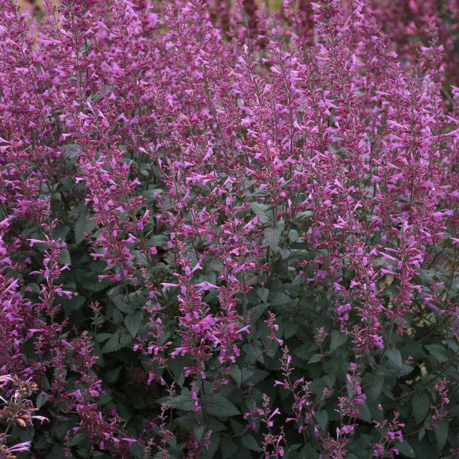 Meant to Bee® Royal Raspberry Anise Hyssop